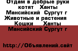 Отдам в добрые руки котят - Ханты-Мансийский, Сургут г. Животные и растения » Кошки   . Ханты-Мансийский,Сургут г.